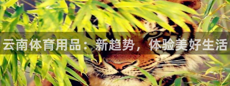 Z6尊龙凯时官方